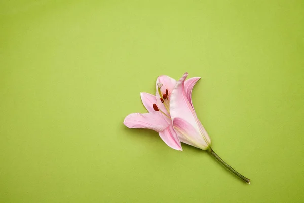 Friss rózsaszín liliom virág zöld háttér — Stock Fotó