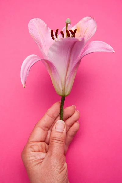Crop nő bemutató friss rózsaszín liliom virág — Stock Fotó