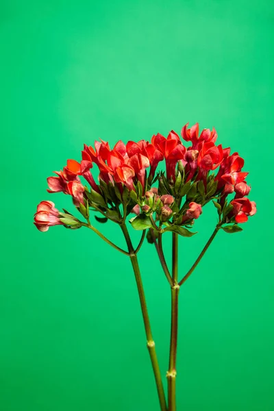 Ozothamnus virágok gallyai zöld alapon — Stock Fotó