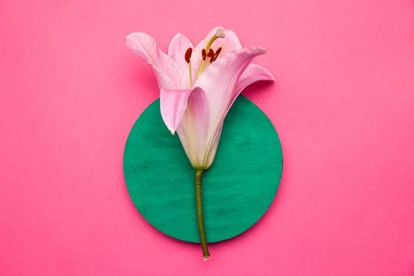 Természetes rózsaszín liliom virág elhelyezett kerek lemez — Stock Fotó