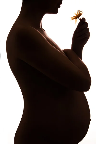 Silhouette of pregnant woman holding flower — Stock Photo, Image