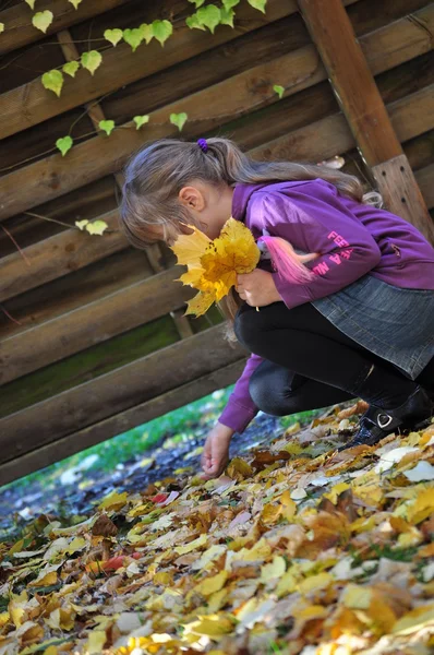 The girl playing with yellow leaves . Autumn . — Stock Photo, Image