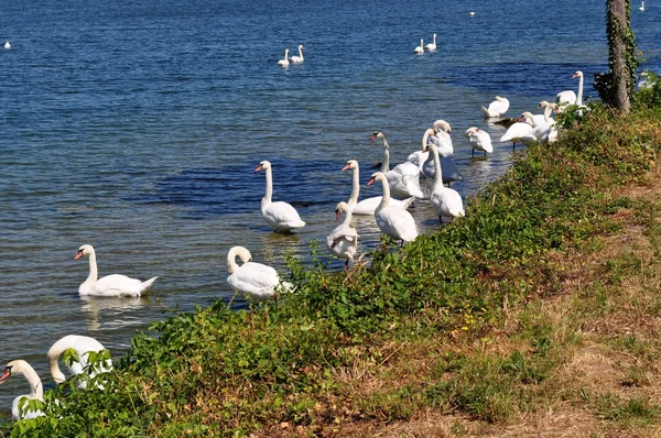 Cisnes. Cisnes no lago  . — Fotografia de Stock