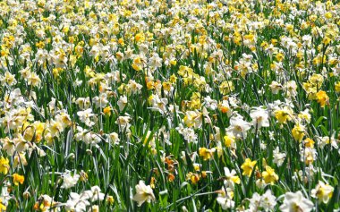 Doğa doku . Bahar çiçeği .