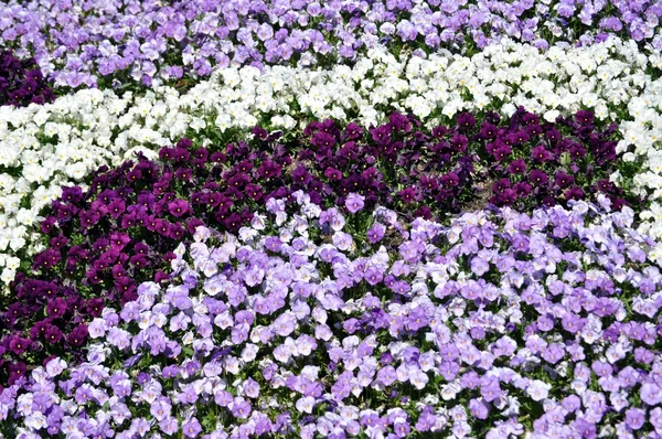 Textura natural. Flor de primavera  . — Foto de Stock