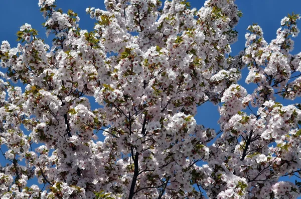 Nature texture . Spring blossom . — Stock Photo, Image