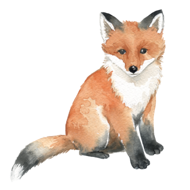 Suluboya kızıl tilki oturuyor, gerçekçi orman hayvanı çizimi
