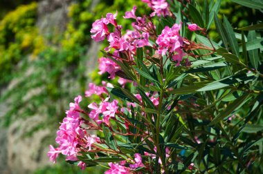 Çiçekli zakkum çalısı
