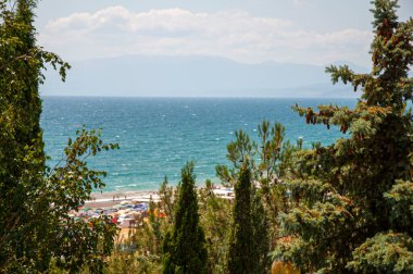 Güneşli bir günde deniz kenarındaki ağaçlar