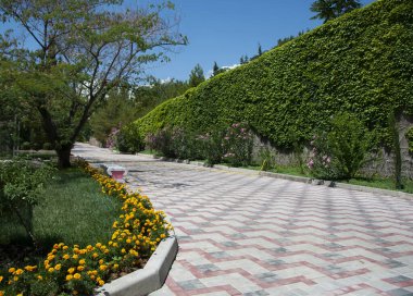 Pembe zakkum çalıları ve barhattsi çiçekleri