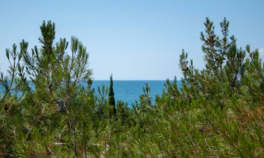 Bir yaz günü denizin arka planındaki çam ağaçlarının tepeleri.