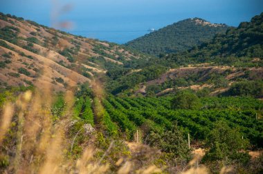 Günbatımında Kırım 'daki Karadeniz kıyısındaki üzüm bağlarının manzarası