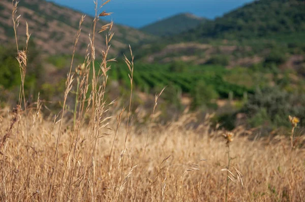 Denizin yukarısındaki Kırım dağlarında kurumuş otlar.