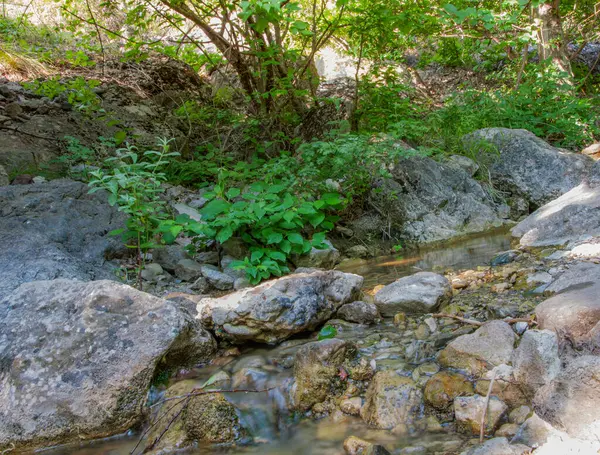 夏の日に石の間を流れる川 — ストック写真