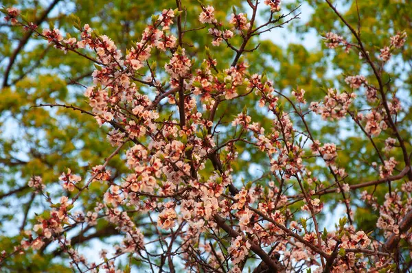 美しい春の開花アプリコットの木 — ストック写真