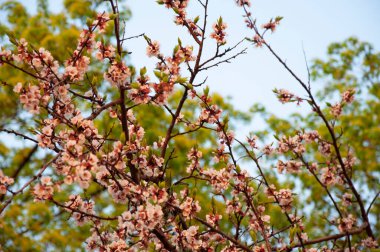 Bahar günü çiçek açan kayısı ağacının dalları.