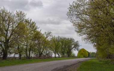 Bahar yolu ve bulutlu bir günde ağaçlarla kaplı bir manzara.