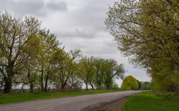 Bahar yolu ve bulutlu bir günde ağaçlarla kaplı bir manzara.