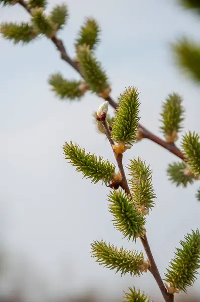 Pilkvistar Med Knoppar Som Blommar Våren — Stockfoto