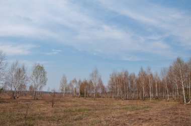 Genç huş ağaçları bir bahar günü bir tarlanın kenarında
