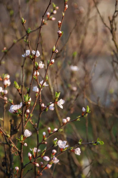 Blommande Körsbärsgrenar Vårdag — Stockfoto