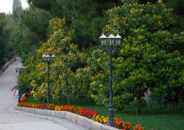Kırım 'ın güney kıyısındaki parktaki Evergreen Magnolia ağaçları