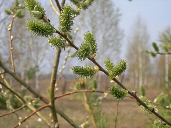 Branches Blooming Pussy Willow Close Background Spring Landscape — 스톡 사진