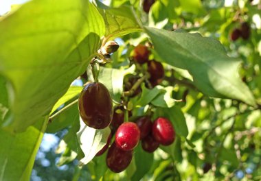 Ağaç dalında bir köpek ağacı.