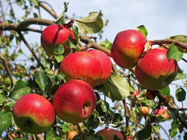Elma dallarında parlak kırmızı elmalar