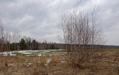 Baharın başlarında genç huş ağaçlarıyla manzara