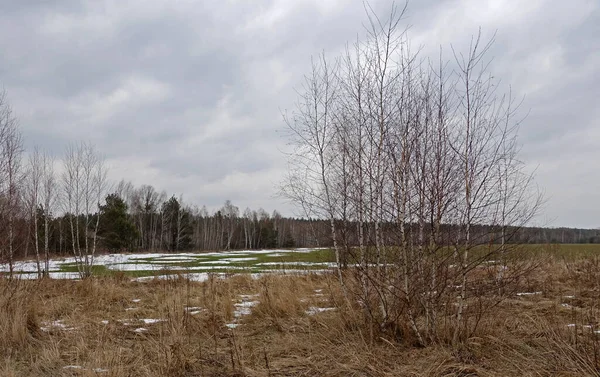 Baharın başlarında genç huş ağaçlarıyla manzara