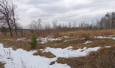 İlkbaharın başlarında ormanın kenarında kar kalıntıları.