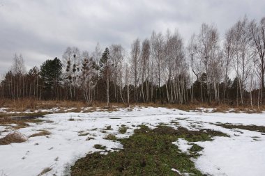İlkbaharda ormanın yakınındaki çimlerde eriyen karlar.