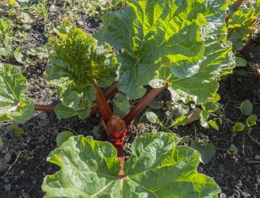 Baharda güneşli bir günde sebze bahçesinde raventli yapraklar yetişiyor.