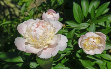 Baharda açan beyaz şakayıklar Güneşin altında bahçede