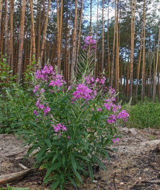 Yosun çiçekleri bir yaz günü çam ormanının yakınında büyüyor.