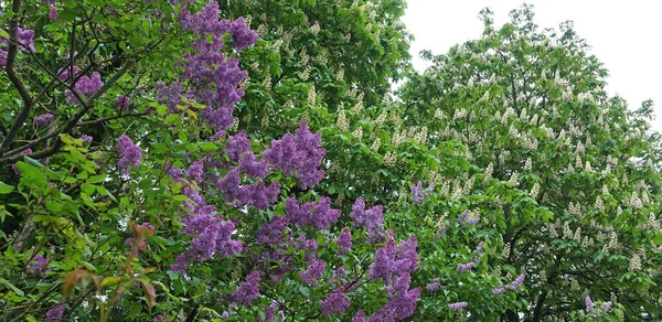 Blooming Lilac Bush Chestnut Tree Spring Day Park — Stock Photo, Image