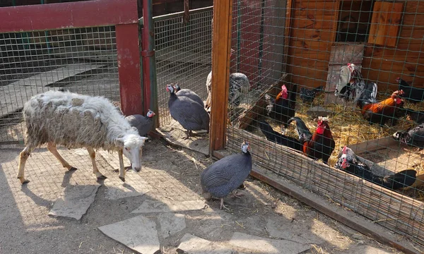 Pollos Pavos Una Oveja Caminando Patio Día Verano — Foto de Stock