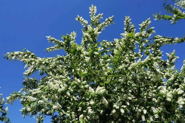 Цветущее Весеннее Дерево Белой Вишни Фоне Голубого Неба — стоковое фото