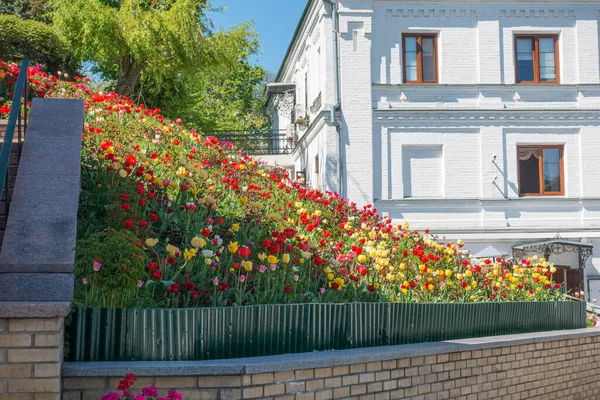 基辅佩赫尔斯克拉瓦拉宫院子里的花床上 放着五彩缤纷的郁金香 — 图库照片