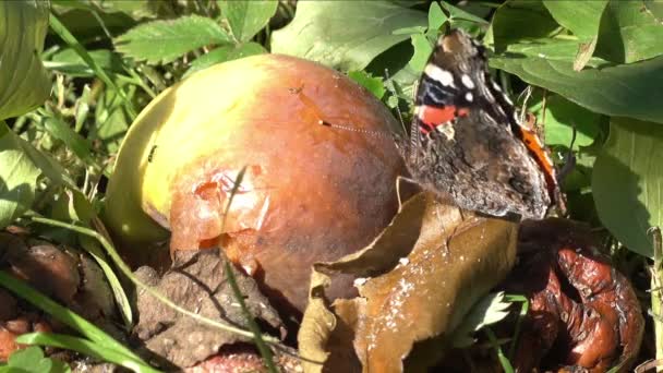 Ein Süßer Halb Morscher Apfel Der Herbst Garten Auf Dem — Stockvideo