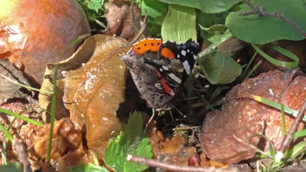 Ein Schmetterling Der Einem Obstgarten Auf Dem Boden Sitzt Ernährt — Stockvideo