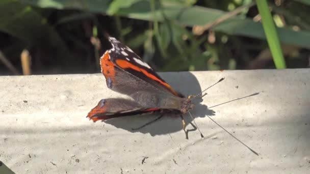 Admiraal vlinder zit op een steun wiebelt met zijn vleugels — Stockvideo