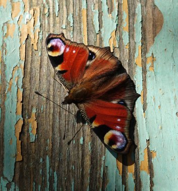 Tavuskuşu kelebeği eski bir tahtada oturuyor