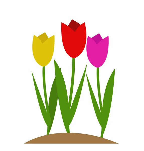 Návrh Vektorových Ilustrací Tulipánů — Stockový vektor