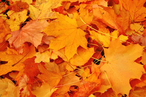 Autumn, leaves — Stock Photo, Image