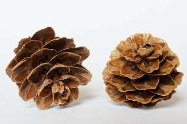 Beyaz arka planda iki kuru ladin konisi açıldı. Yakın plan. Özel ders. Makro.