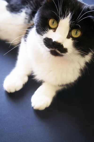 Gato Preto Branco Doméstico Está Uma Superfície Escura Conceito Uma — Fotografia de Stock