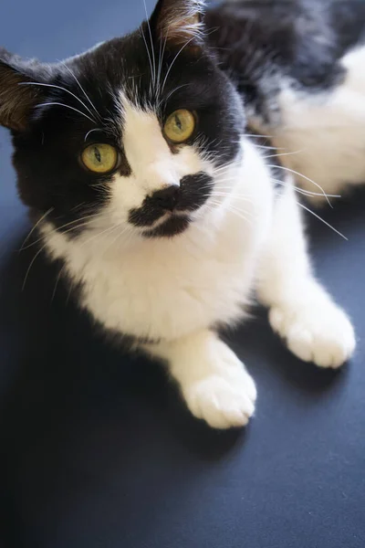 Gato Preto Branco Doméstico Está Uma Superfície Escura Conceito Uma — Fotografia de Stock