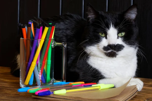 Gato Bonito Engraçado Encontra Uma Superfície Madeira Lado Canetas Multicoloridas — Fotografia de Stock